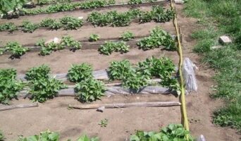 Система капельного орошения на даче своими руками