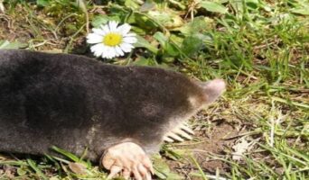 Как избавиться от кротов на дачном участке: самый эффективный способ