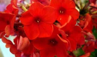 Флоксы – выращивание и уход