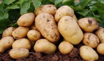 Хранение картофеля в домашних условиях на зиму: в квартире, погребе или овощехранилище