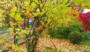 Какие деревья и кустарники сажать осенью в саду