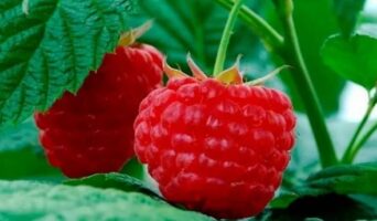 Популярные сорта малины для дачи с описаниями