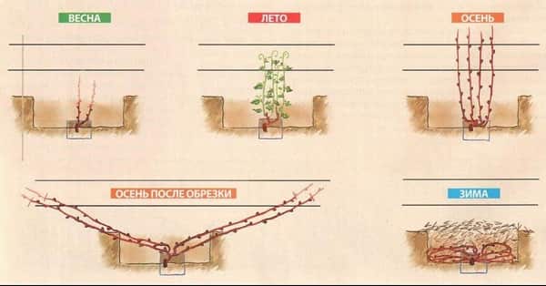 Как укрыть виноград на зиму