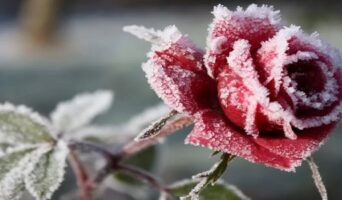 Розы: уход осенью и подготовка к зиме, обрезка и укрытие кустов