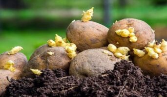 Посадка картофеля: способы и схемы, выращивание и уход