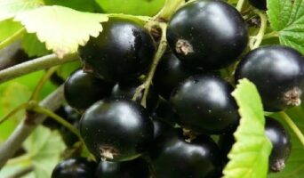 Сорта черной смородины с названиями, описания и фото