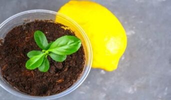 Как вырастить лимон из косточки в домашних условиях
