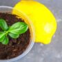 Как вырастить лимон из косточки в домашних условиях
