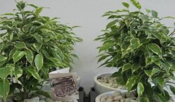Фикус Бенджамина: сорта с фото и описаниями разновидностей комнатного цветка