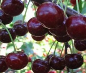 Вишня шоколадница: описание сорта и секреты посадки вишневого дерева