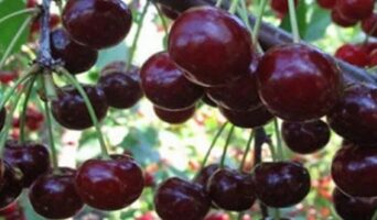 Вишня шоколадница: описание сорта и секреты посадки вишневого дерева
