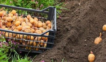 Что можно сажать после картофеля в открытом грунте на следующий год