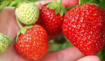 Как вырастить клубнику из семян в домашних условиях