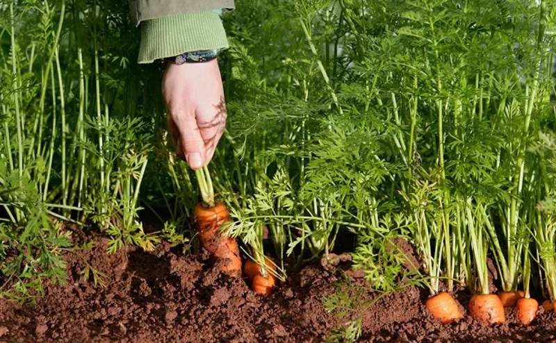 Морковь: выращивание и уход