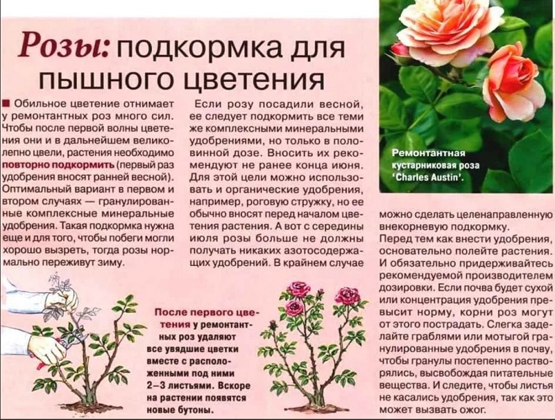 Чем подкормить розы в июне