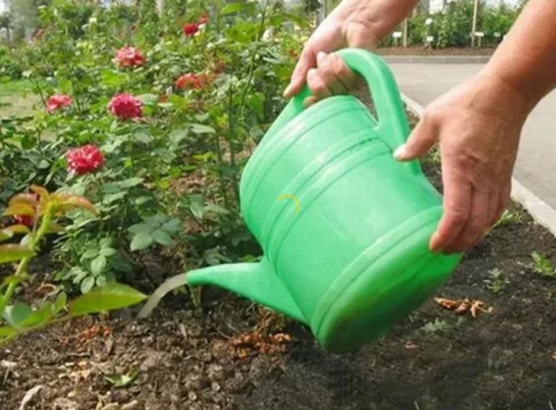 Чем подкормить розы в июне