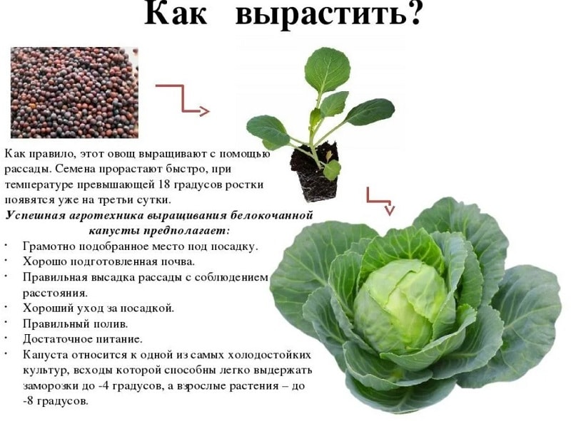 Когда сажать белокочанную капусту в открытый грунт