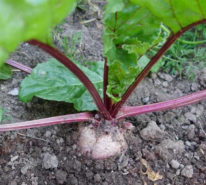 Признаки спелости свеклы