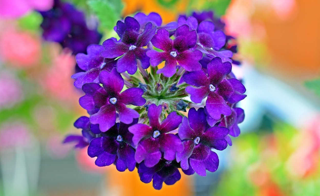 Picture background