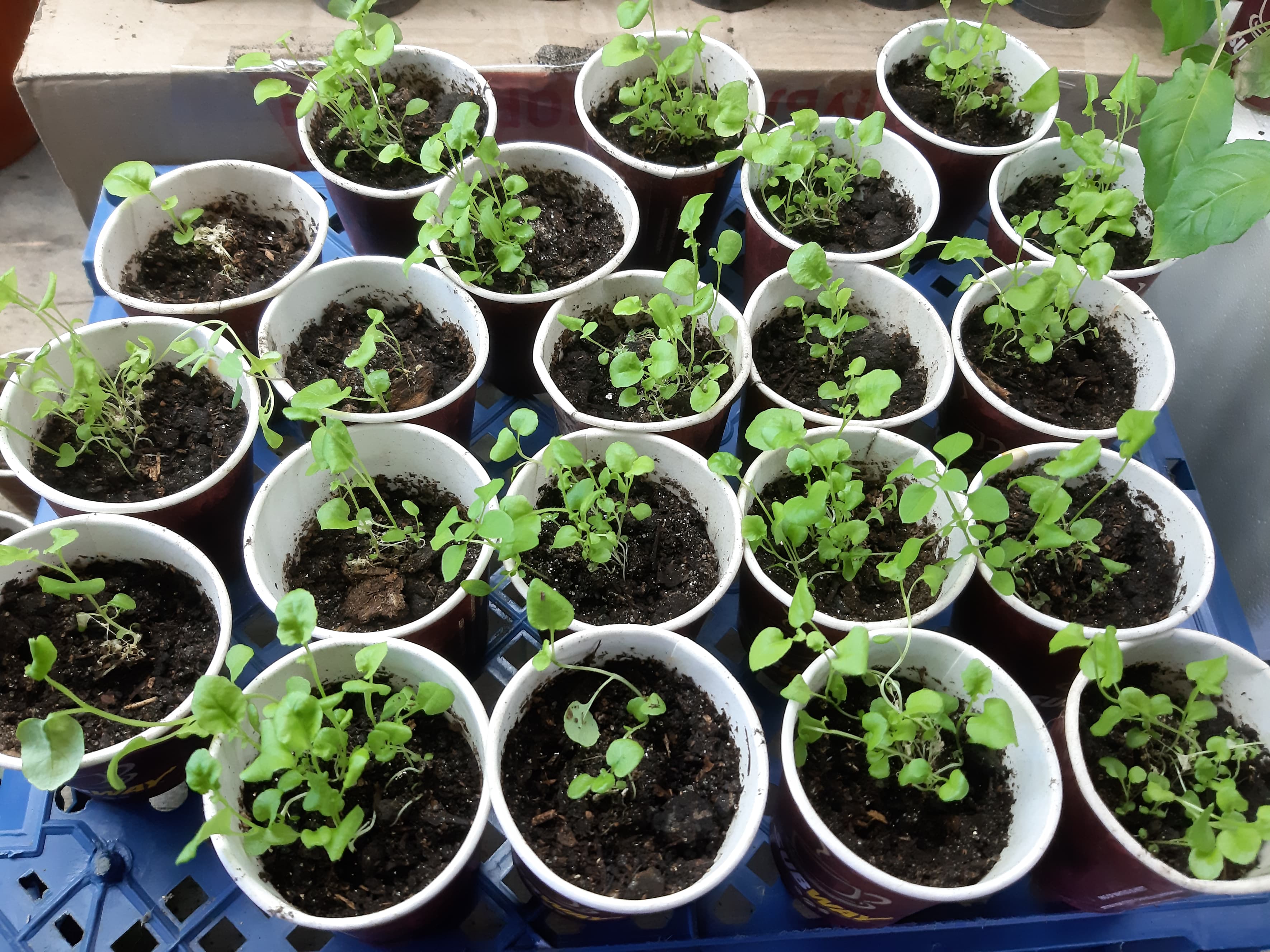 Picture background
