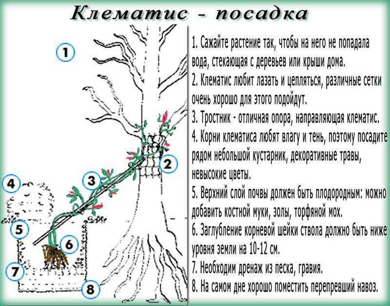 Picture background