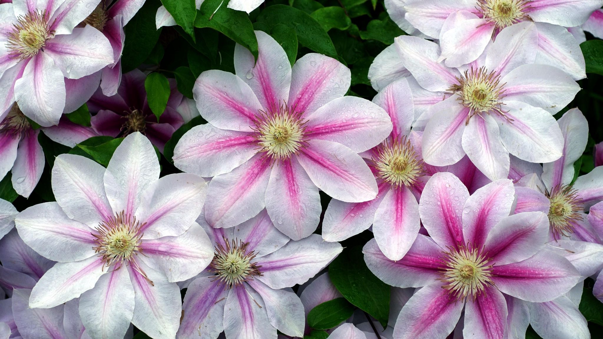 Picture background
