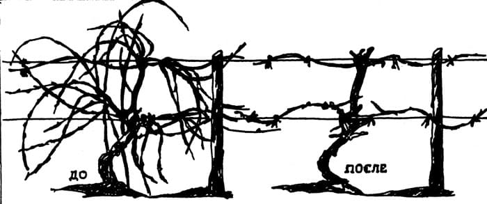 Picture background