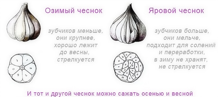 Picture background