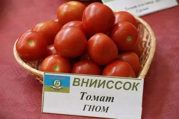 Томат Гном