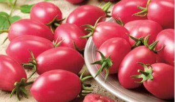 Томат Новичок розовый: характеристика и описание сорта