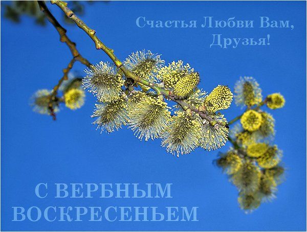 Открытки и картинки с Вербным воскресеньем 2025 Вербное воскресенье 2025: поздравления в картинках