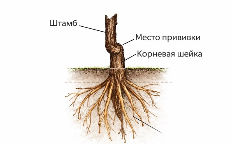 Как посадить дерево полное руководство без ошибок