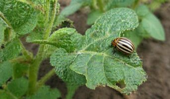 Биопрепараты от колорадского жука: топ-5 органических