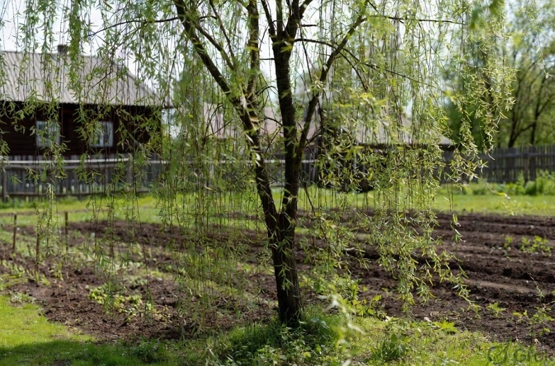 Быстрорастущие деревья и кустарники для сада