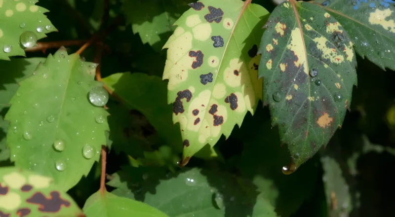 A close-up horizontal photograph of blackberry leaves displaying a range of natural spots and discolorations that indicate plant diseases, with healthy green leaves beside leaves bearing brown, black, and yellow spots, dew droplets on the surface, captured in natural outdoor lighting