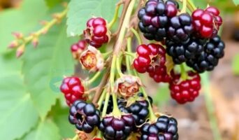 Осенняя подкормка ежевики перед зимой: пошаговая инструкция для садоводов