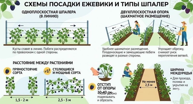 Формировка ежевики на шпалере: пошаговая схема для богатого урожая