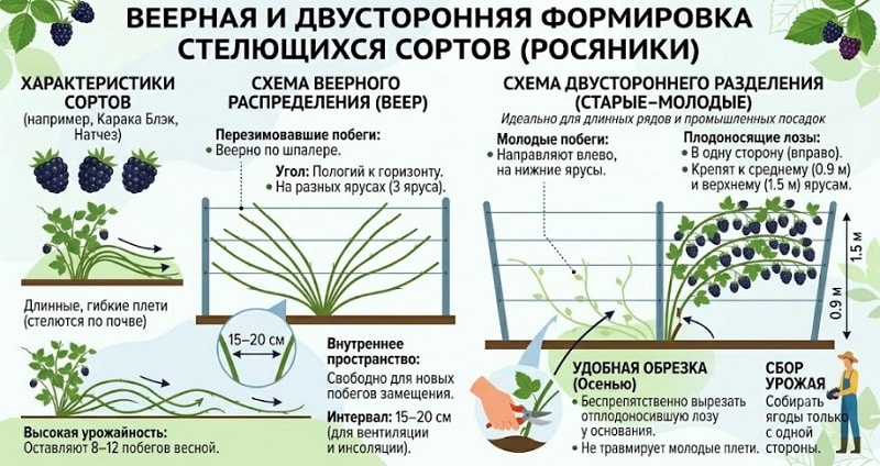 Формировка ежевики на шпалере: пошаговая схема для богатого урожая
