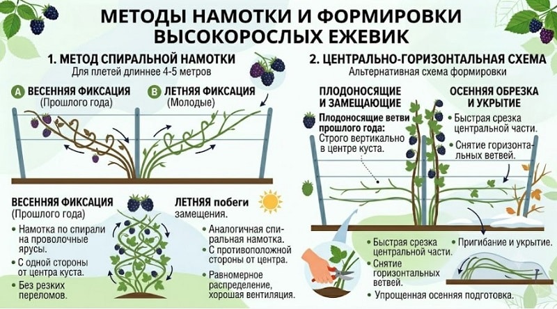 Формировка ежевики на шпалере: пошаговая схема для богатого урожая