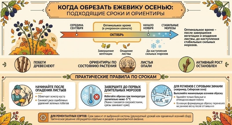 Как обрезать ежевику осенью, чтобы куст хорошо плодоносил: пошаговая инструкция и схемы формирования
