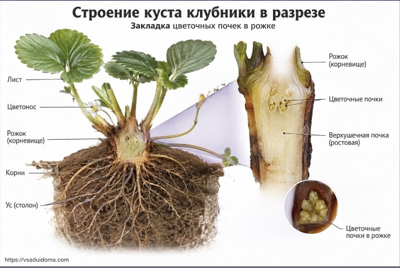 Закладка цветочных почек у клубники в августе